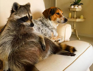 电话压力测试器