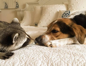 在线轰炸电话软件版